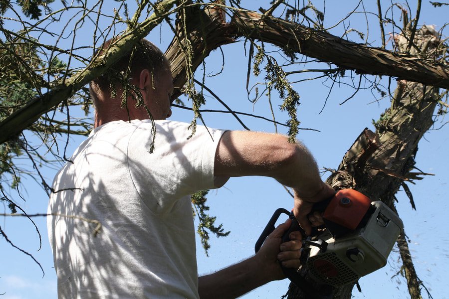 guy cutting a branch of tree