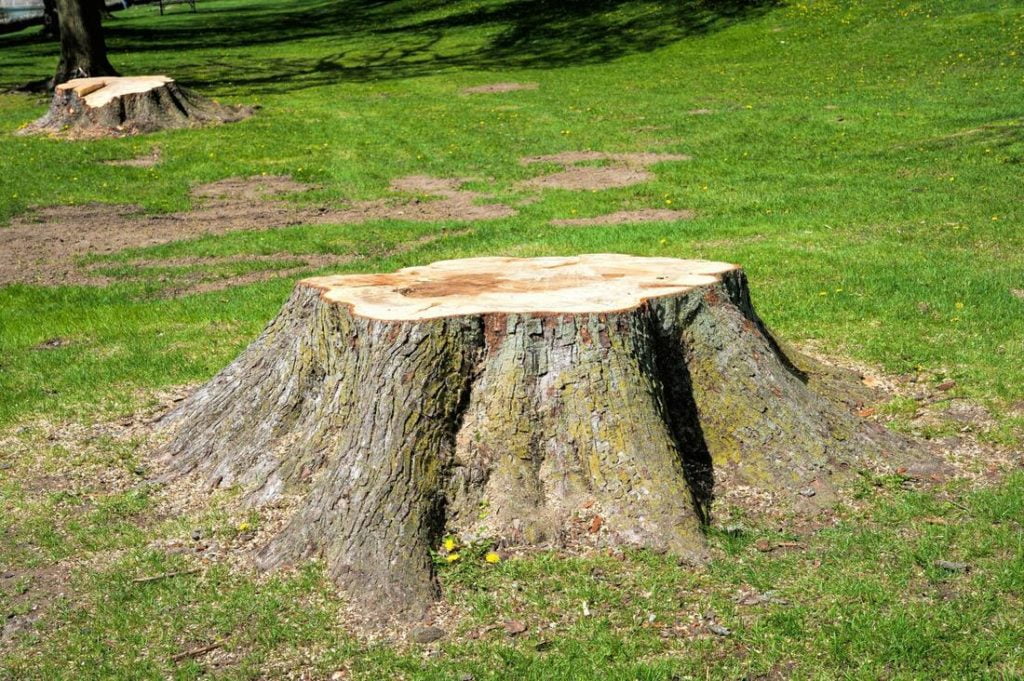 stump on the ground