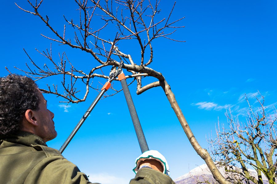 Tree Trimming and Pruning Panama City FL