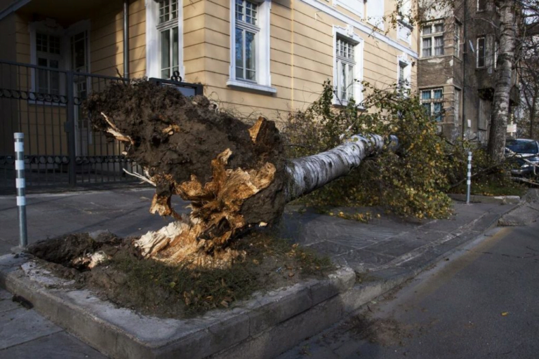 tree blown down