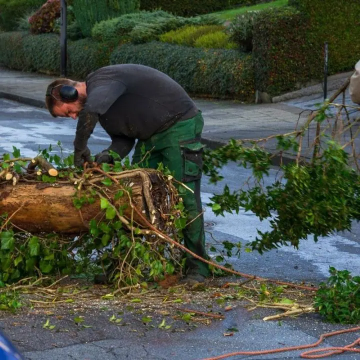 Tree Removal Panama City FL