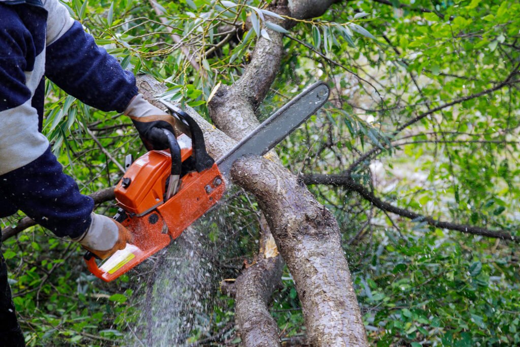 Tree Trimming and Pruning Panama City FL